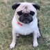 こっちゃん（パグ）