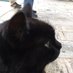 にゃんべぇ太郎