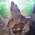 🐢