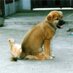 Animals Being Jerks