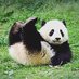 パンダ