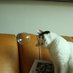 鉄分補給待機中