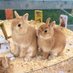 やきしゅー