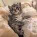 にゃんこ先生
