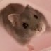 はむ