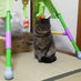 ねこかわいい