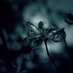 闇の住人@相互フォロー
