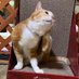 にーの。 （ニンゲン…【建前と本音】…ムズカシイ‼︎）