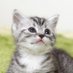 ③マンチカンの拡散キャット③