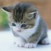 すみだがわ