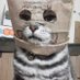 猫の画像さん