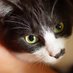 DSねこしっぽ