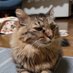 猫大臣@YouTube