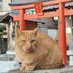 怪レい八゜儿力シチ彐！