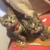 モカ&ラテ🐈channel
