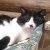 ギターを弾いた猫(ともか)