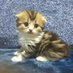 ねこごこち（ブリーダー）