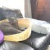 とうしちゃん