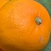 みかん🍊