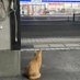 四四独身オヤジ