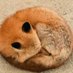 キタキツネ
