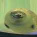 アザラシ