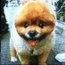 わさお (🐶🌸わわわわ～さお🌸🐶)