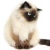 猫の握力