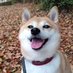 ウエストン