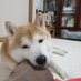 hachi