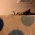あやなっぴ