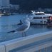 すずめ
