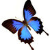 CHIRU