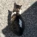ゆずワサビ