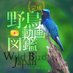 野鳥動画図鑑 660種1,181本公開中 - Official - Wild Bird Japan