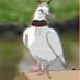 カワラバト