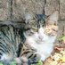 でんこ