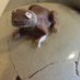 ネコノオヤ2