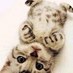 ぬこぬこ