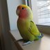ギフ