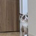 ささ
