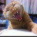 すあき