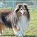 sheltie_むぅちゃん