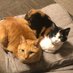 みねこちゃん
