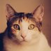 三毛猫乱J郎