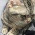じーの