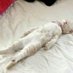 猫待坂月太郎（ねこまちざかつきたろう）