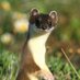 寺沢太一(Mustela)