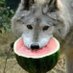 Wolfy Kun