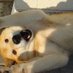もんもん🌗だが写真の犬はムサシだ！
